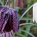 St Stephen&rsquo;s Green fritillaries