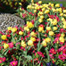 St Stephen&rsquo;s Green tulips